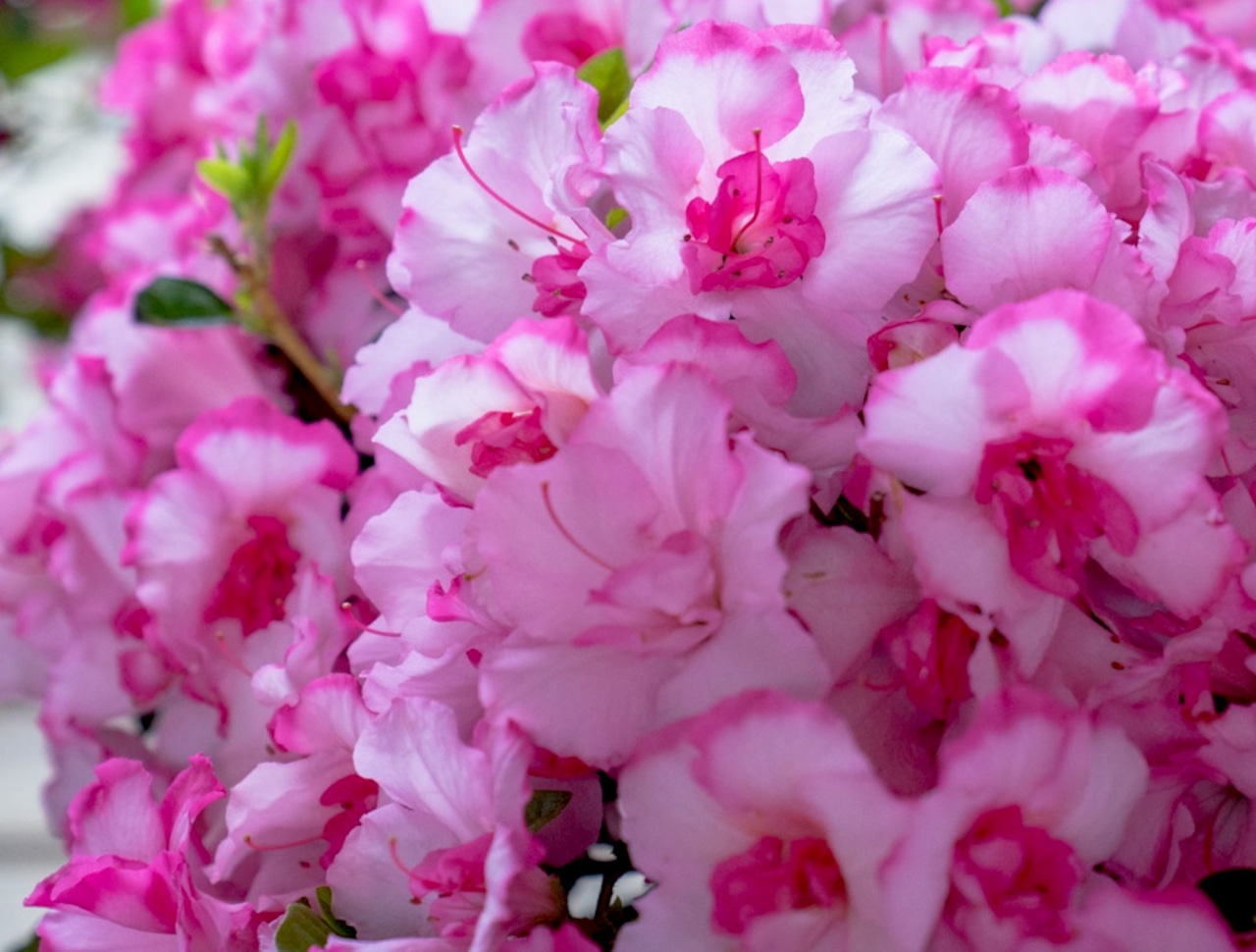 Azalea Encore Autumn Kiss