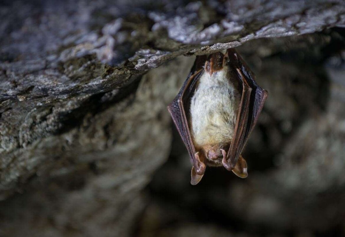 Can you help? Here’s how to turn your garden into a backyard haven for bats