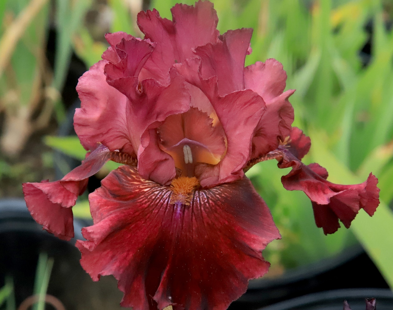 Iris 'Royston Rubies'