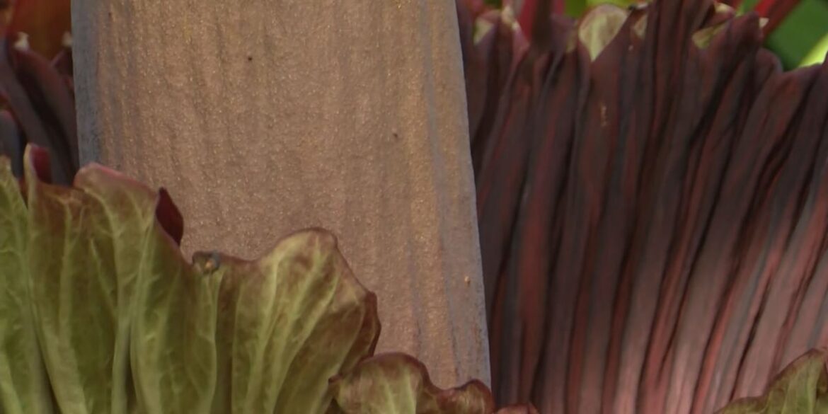 Corpse flower in bloom at the Foster Botanical Garden