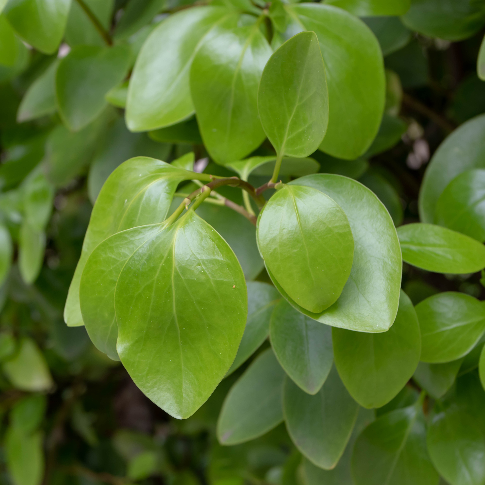Griselinia littoralis or kapuka or New Zealand broadleaf - GettyImages-1311840974