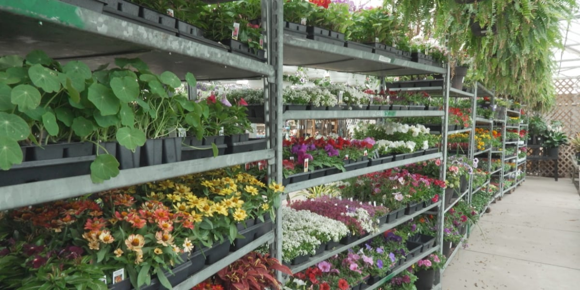 Brooklyn Heights garden center brings plants inside as cold temps threaten tender annuals