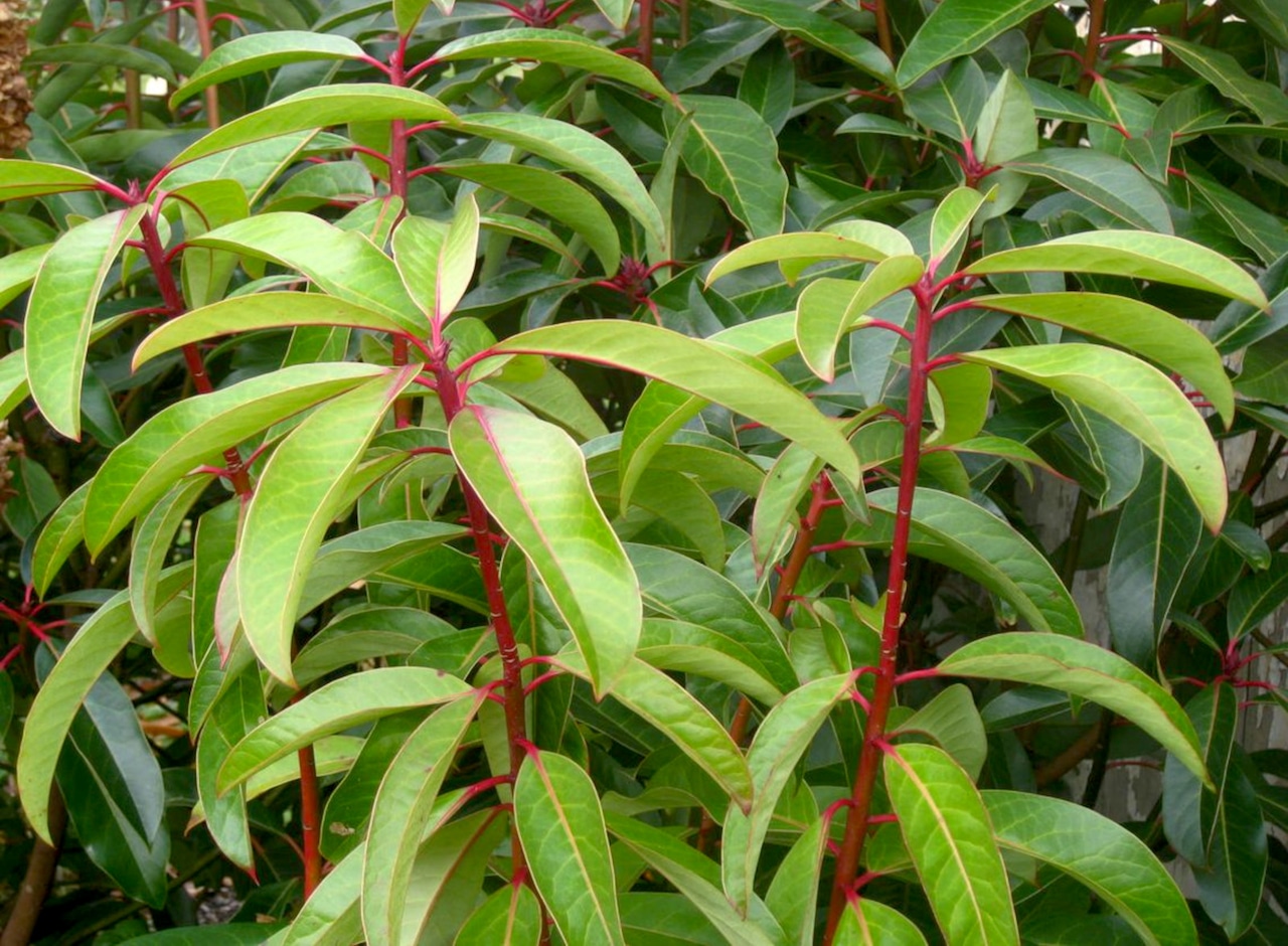 False daphne