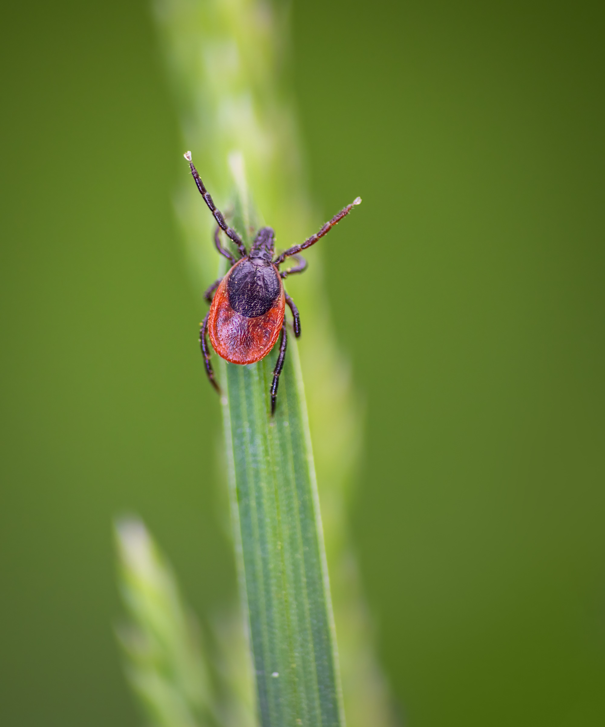 Kill ticks in your yard