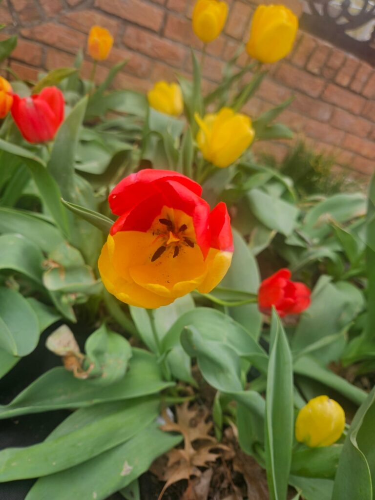 Yellow and Red Tulips crossbred this beautiful girl!