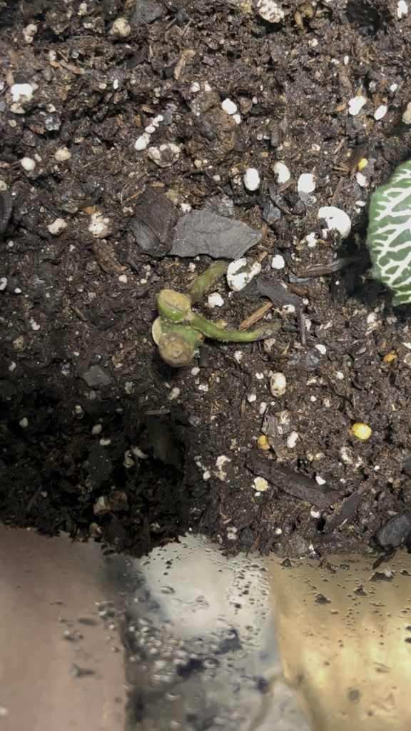 ID on these bugs?