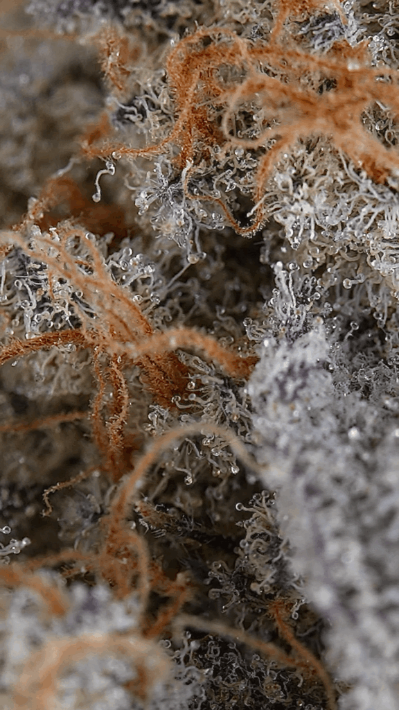 Alien Cookies
