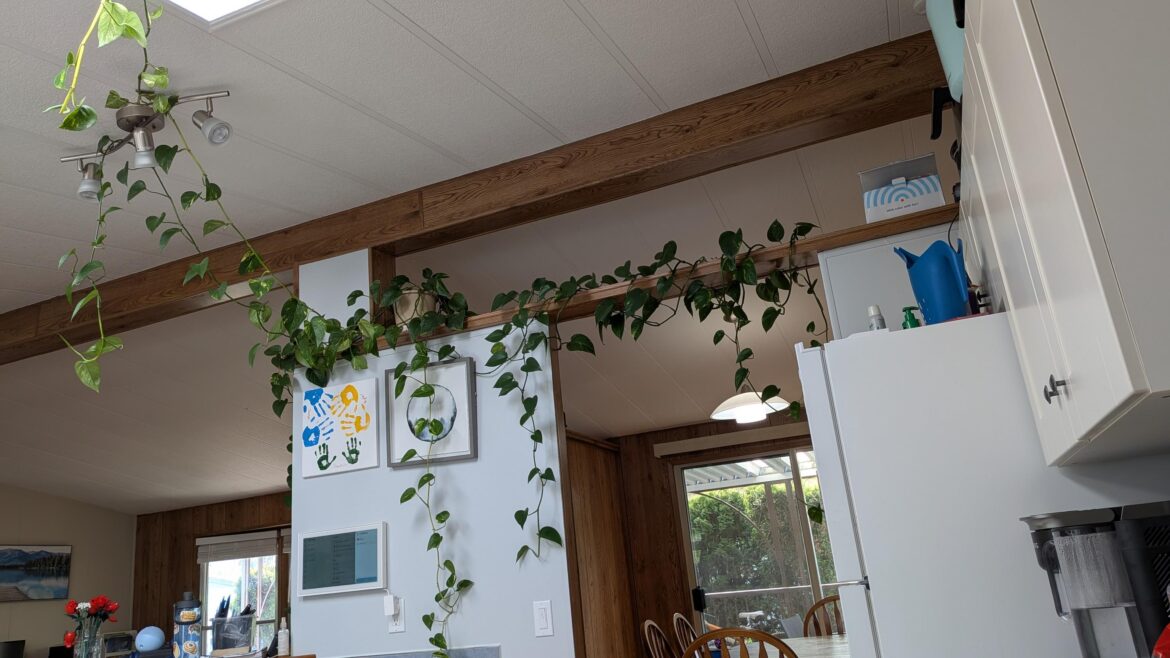 Can I keep my pothos in the same pot indefinitely? Can I keep my pothos in the same pot indefinitely?