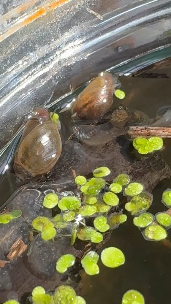 who is this buggy in between my snails