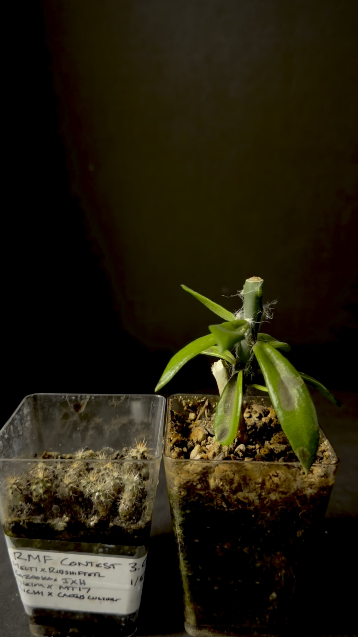 Seedling graft to pere