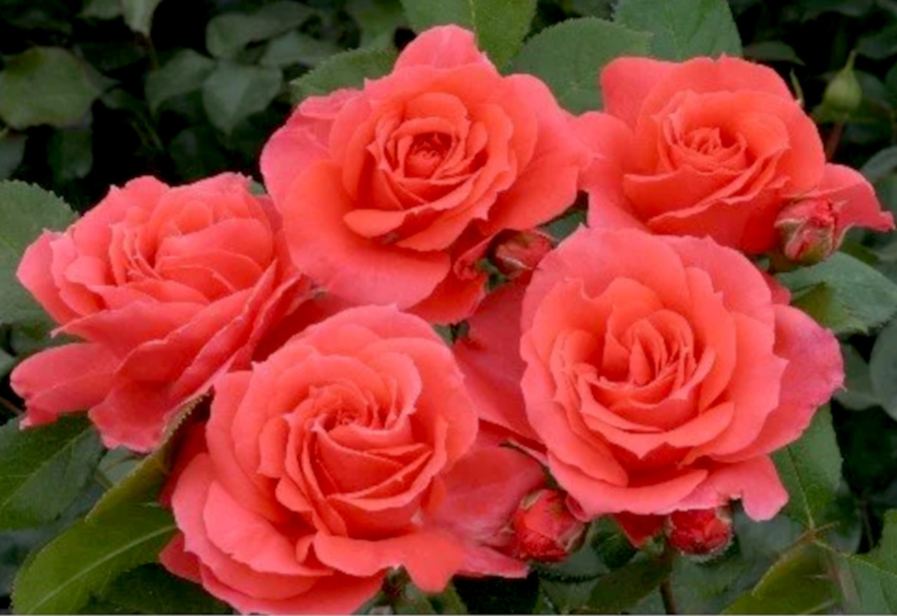 Rose Patriot Dream
