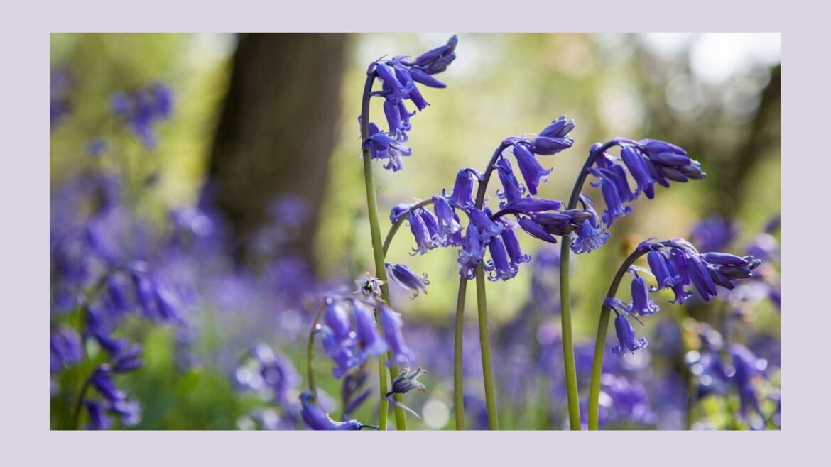 Horticulture experts are urging gardeners to act now… Horticulture experts are urging gardeners to act now…