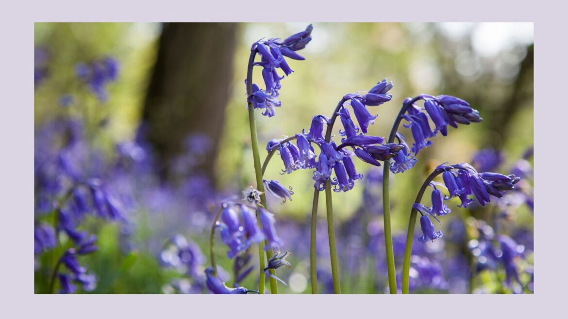Experts are urging gardeners to act now to save native bluebells shot of native bluebells in a woodland