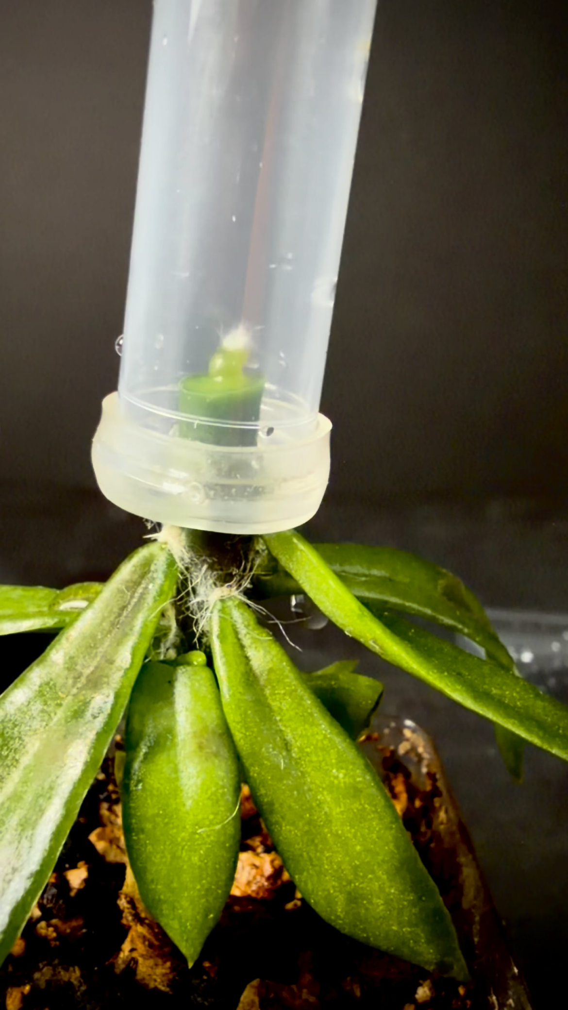 Trying a new humidity dome for micro grafting Trying a new humidity dome for micro grafting