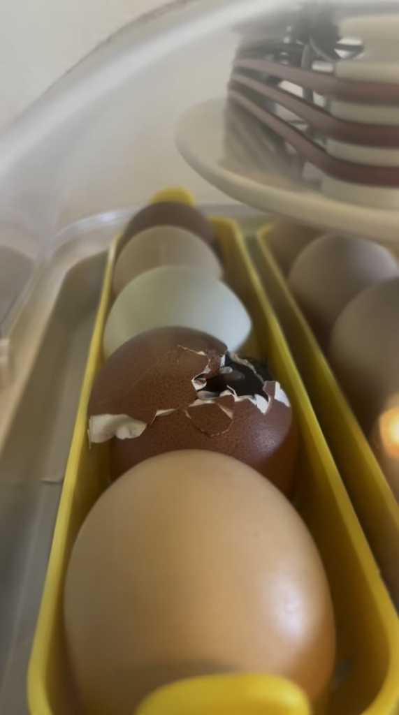 First hatch. Made a few mistakes but this will be a fun surprise for my children when they get home. First hatch. Made a few mistakes but this will be a fun surprise for my children when they get home.