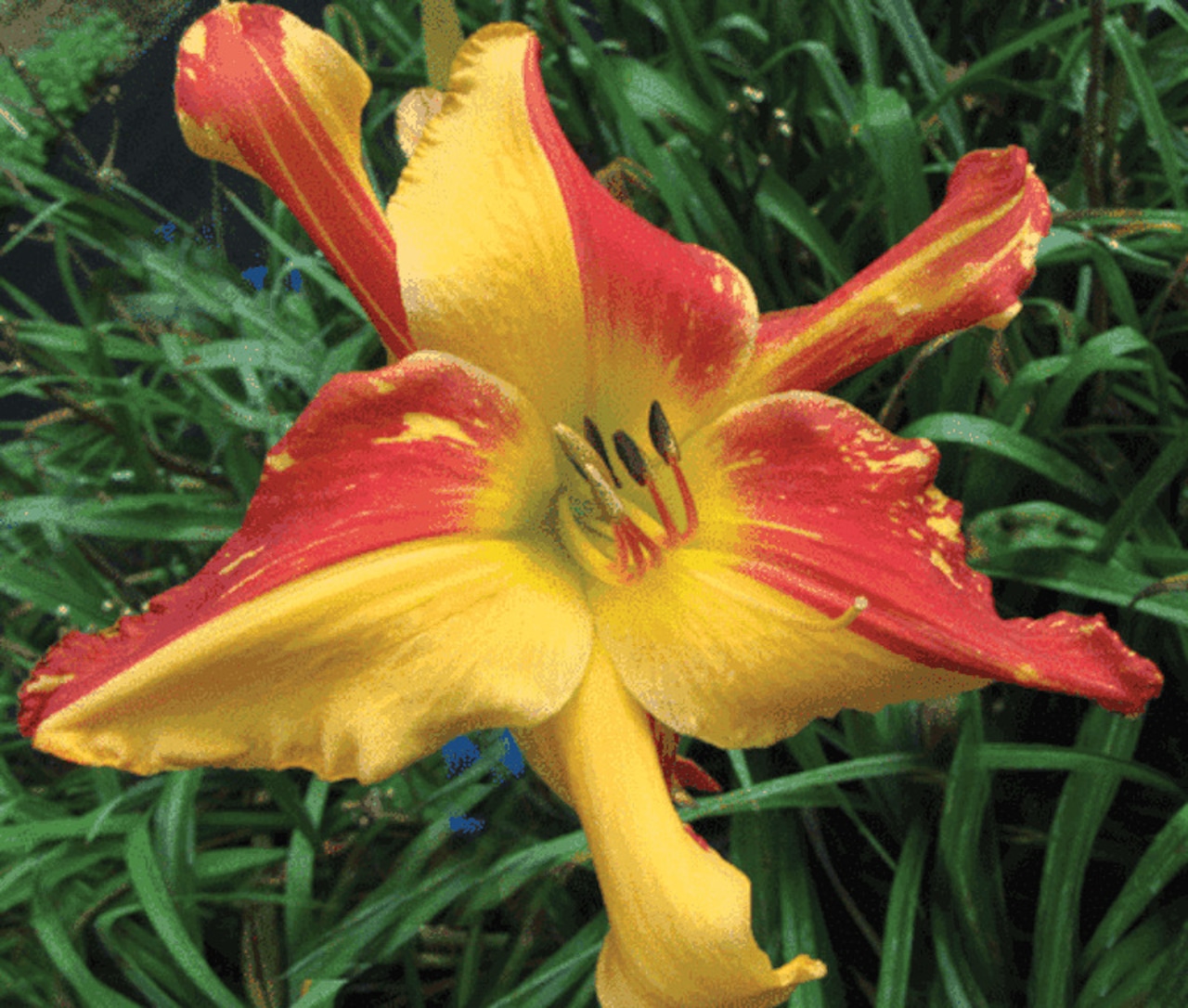 Daylily 'Explosion in the Paint Factory'