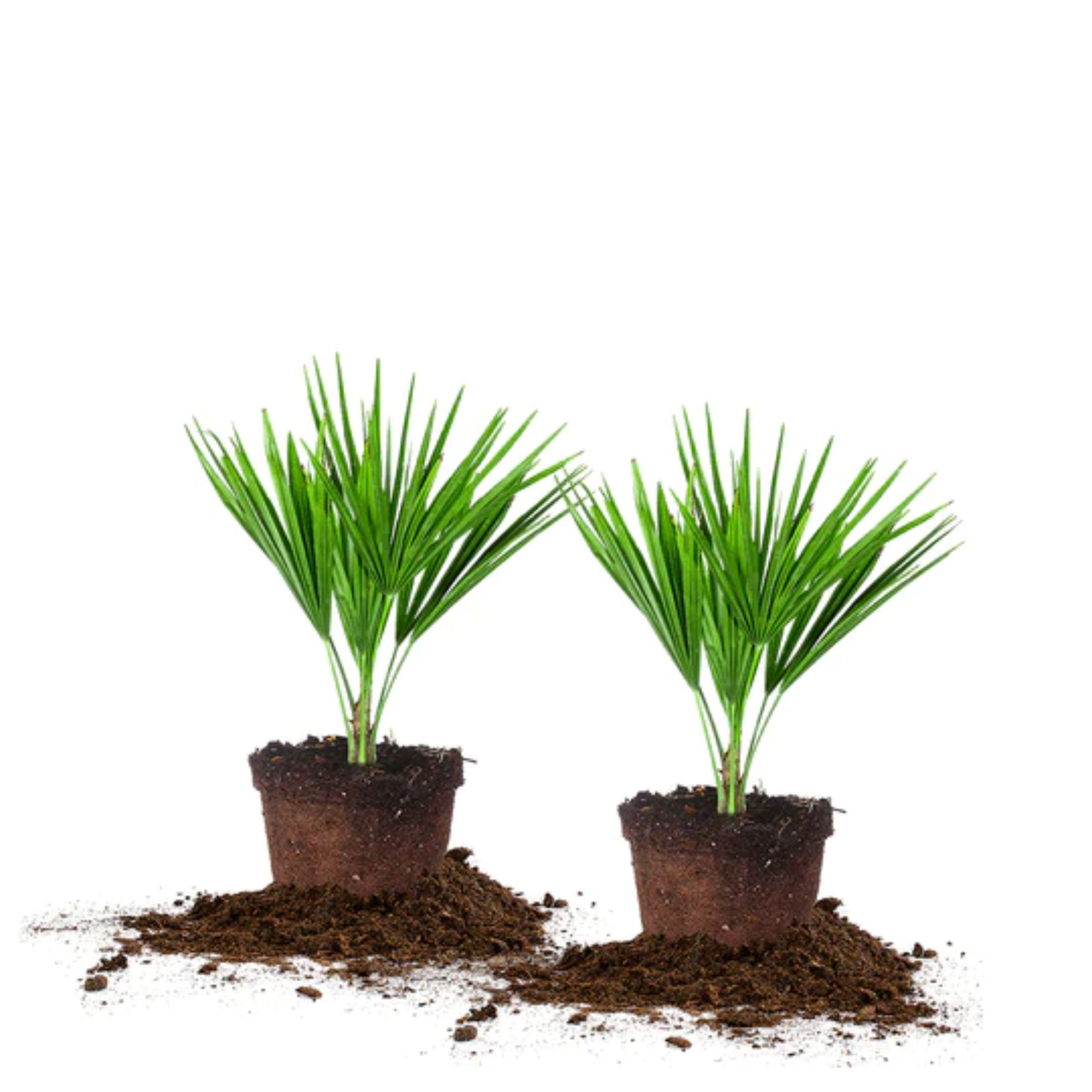 windmill palms on a white background