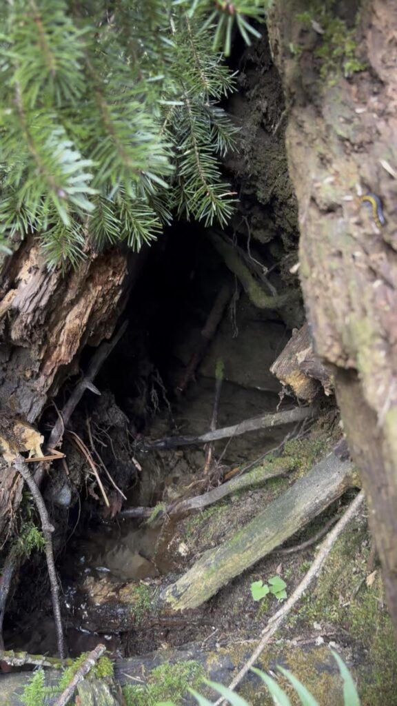 PNW sandstone spring