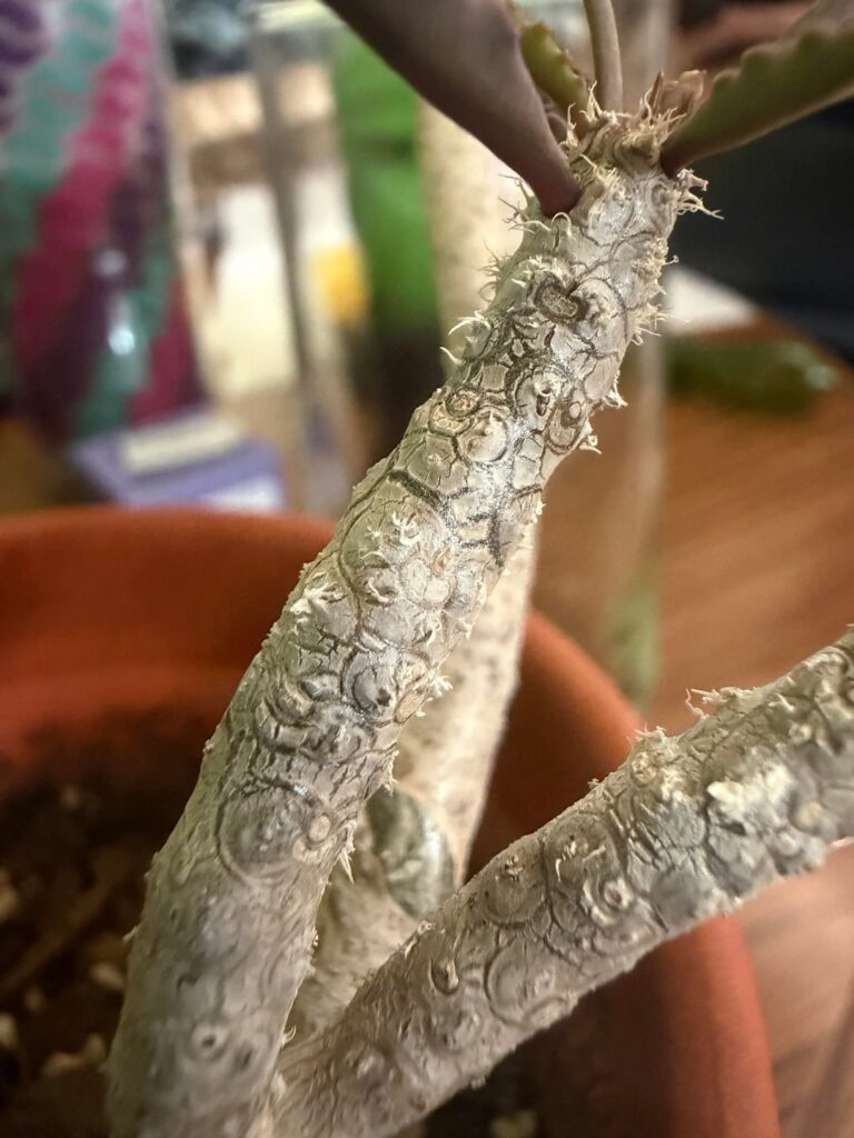 Help ID this Euphorbia, please?