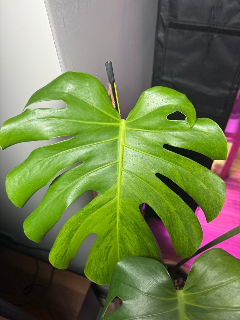 Newest Addition: GoG