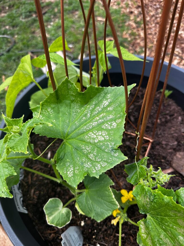 Is this spider mites?