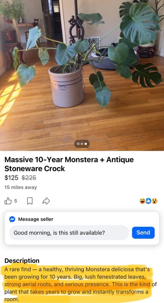 10 year old thriving Monstera deliciosa with big lush fenestrated leaves, strong aerial roots, and serious presence. True rare find!