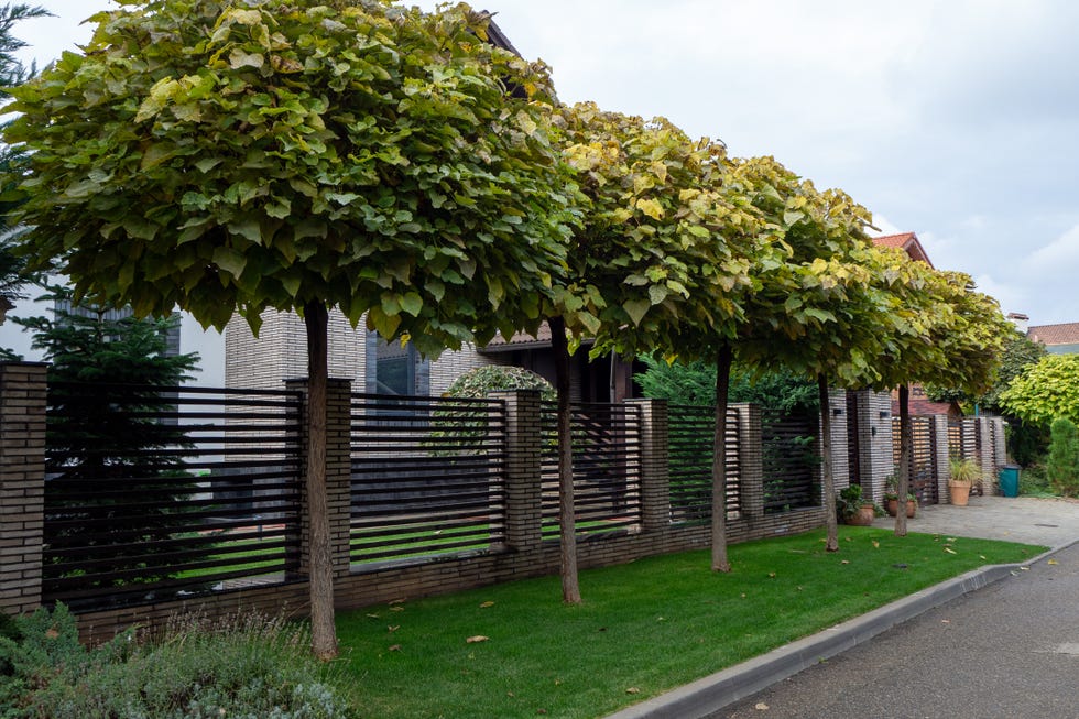 Front yard with pleached trees along modern horizontal fence and green lawn. Real photo. Front yard with pleached trees along modern horizontal fence and green lawn. Real photo.