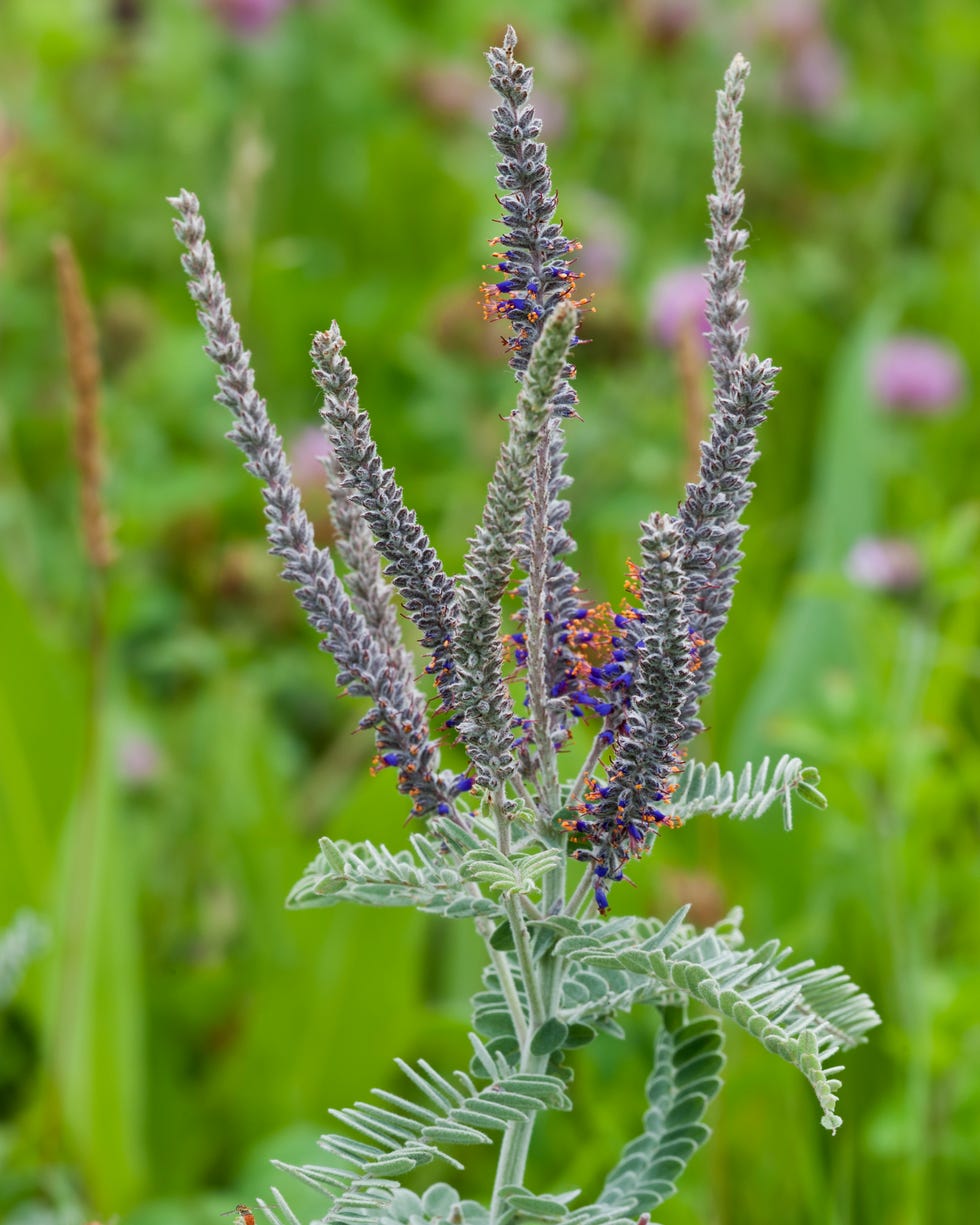 Lead Plant (Amorpha canescens), Prairie Wildflower