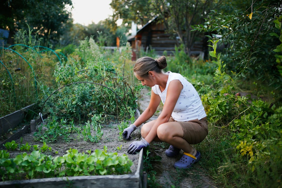 young woman in T-shirt and shorts weeds bed.