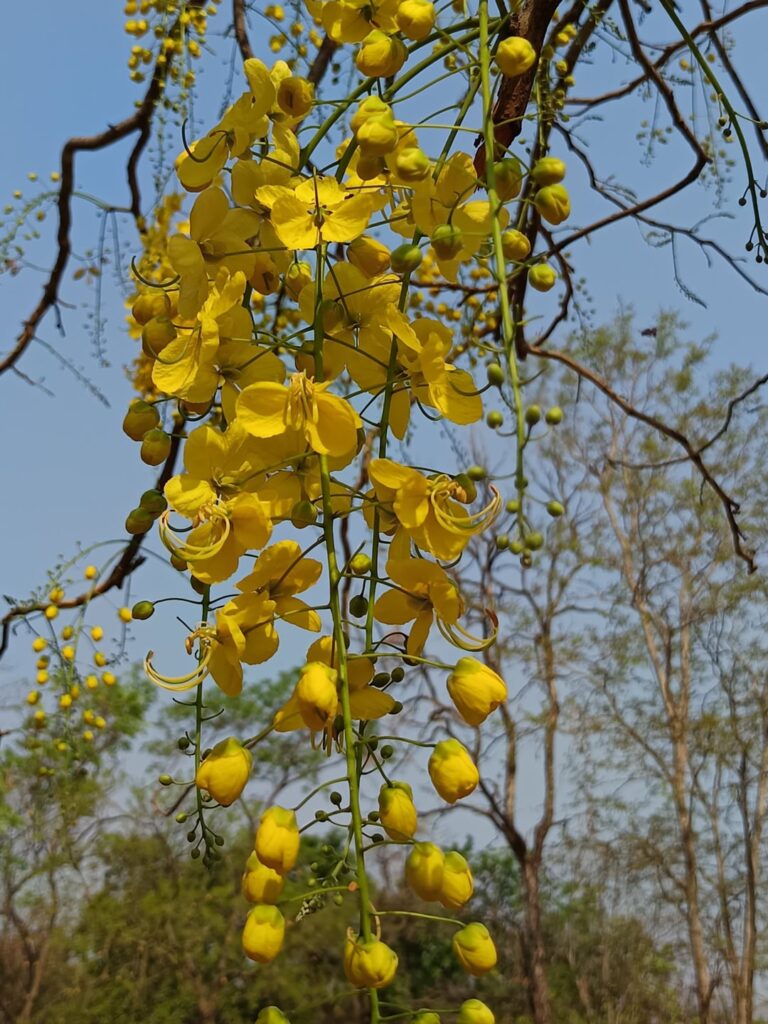 Golden Shower Tree