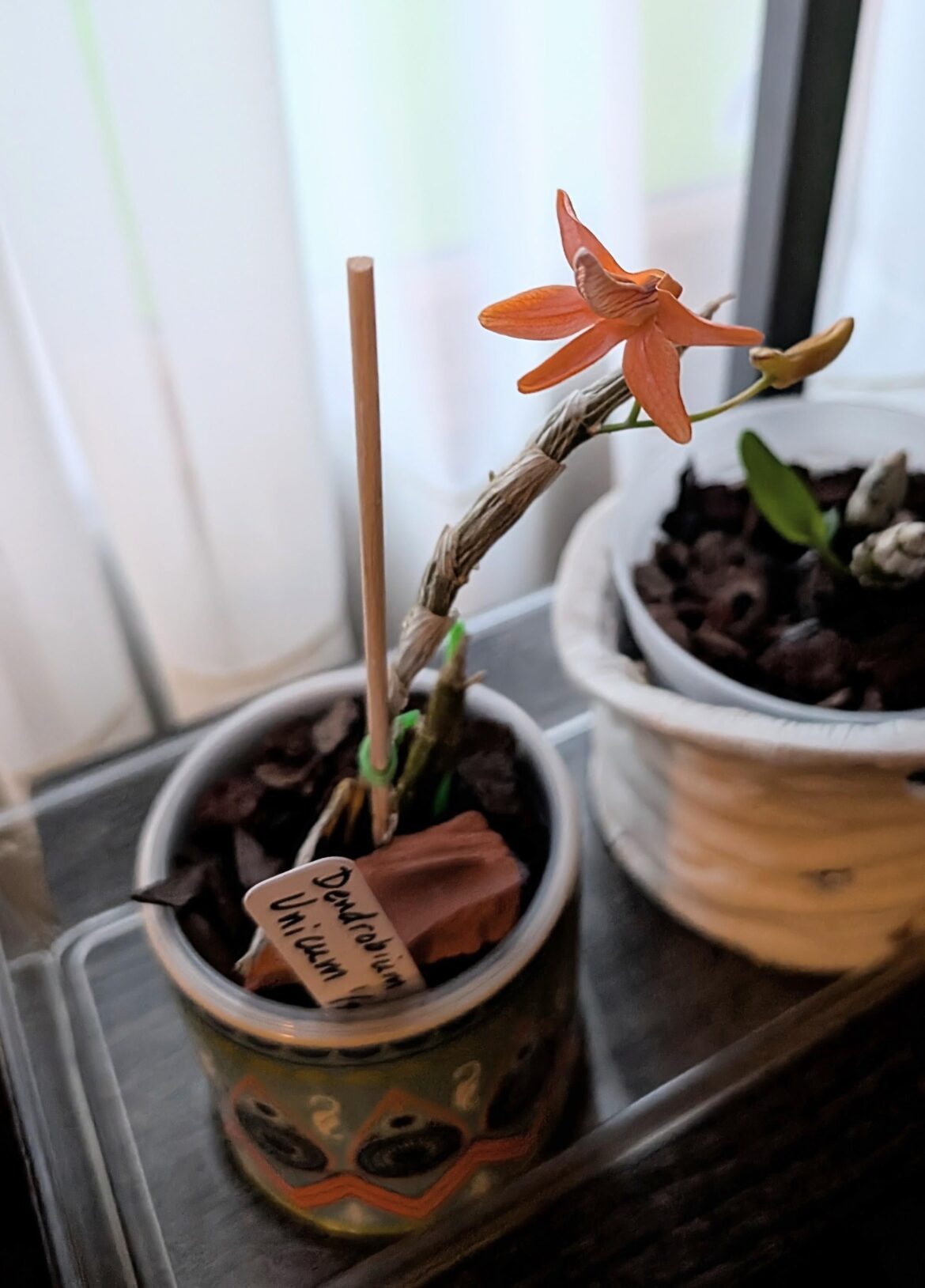 First species orchid