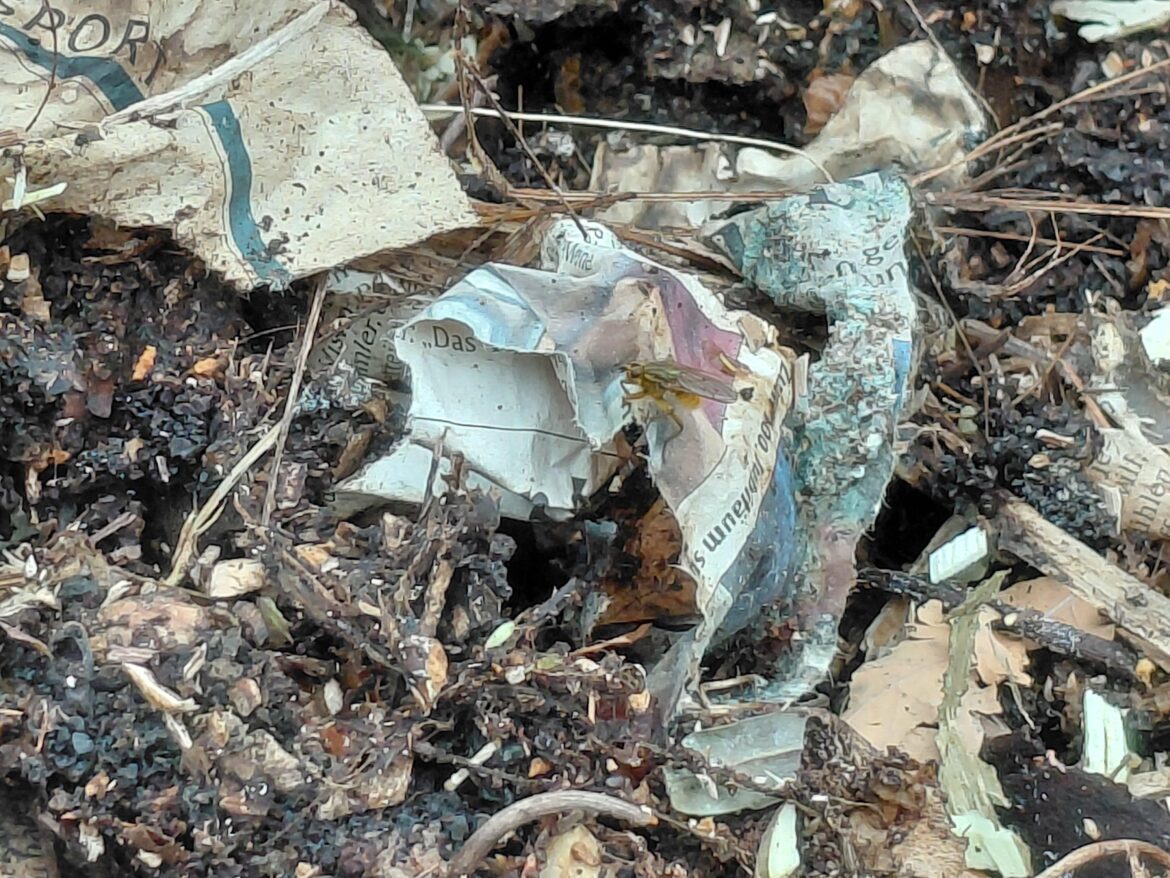 Got a bunch of yellow dungflies after turning my compost, am I in trouble? Got a bunch of yellow dungflies after turning my compost, am I in trouble?