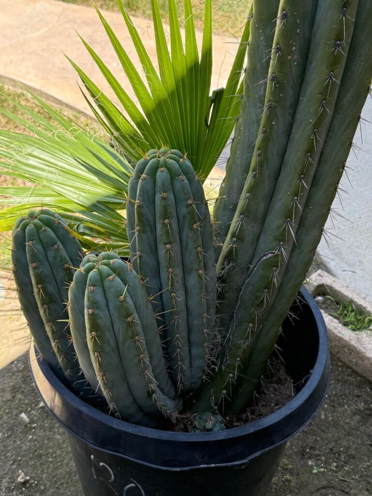 Just got this gorgeous massive noid for $120 at a local nursery