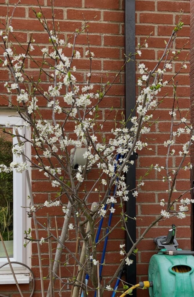 Plum Trees