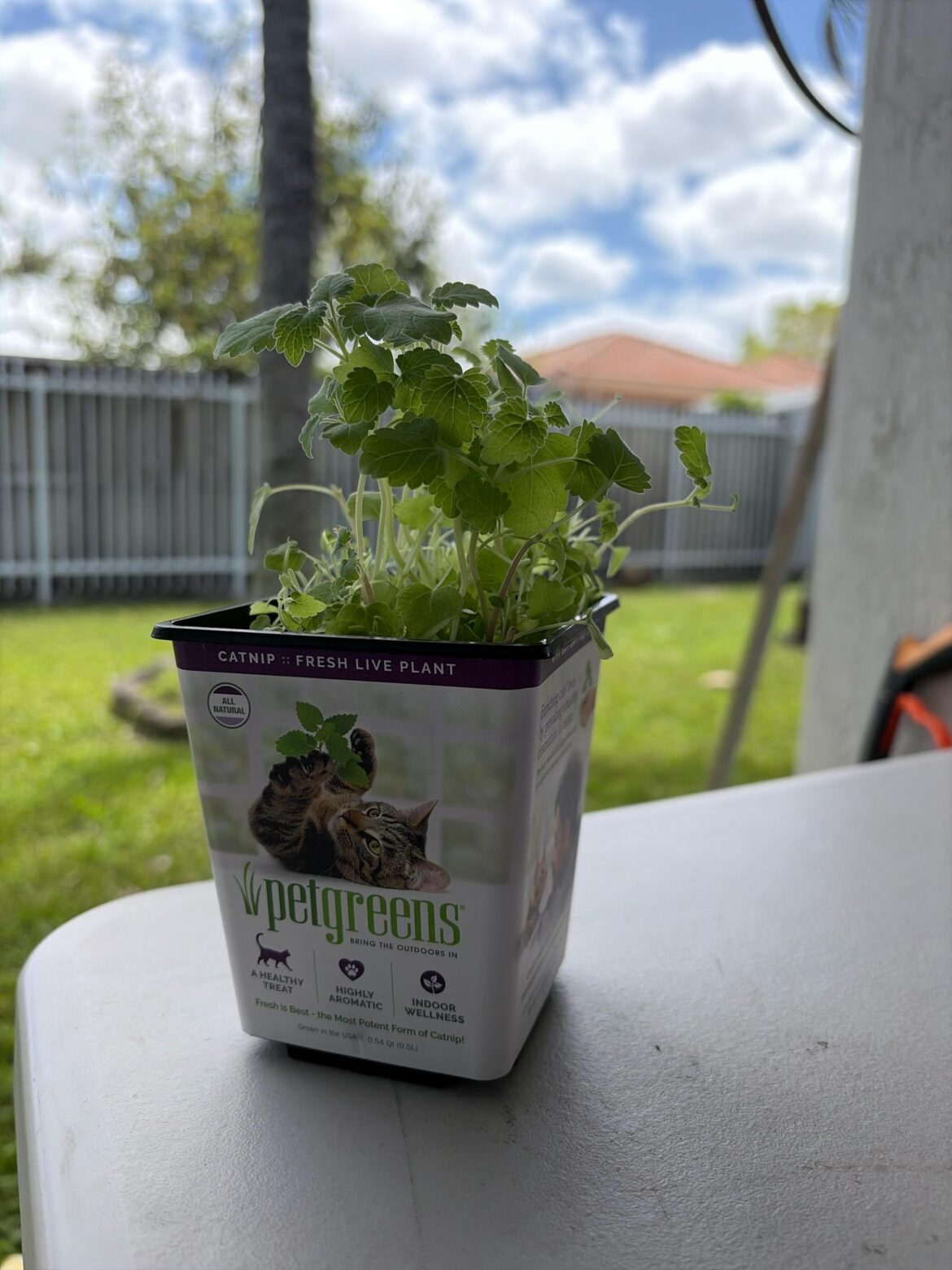 Repotting store catnip?