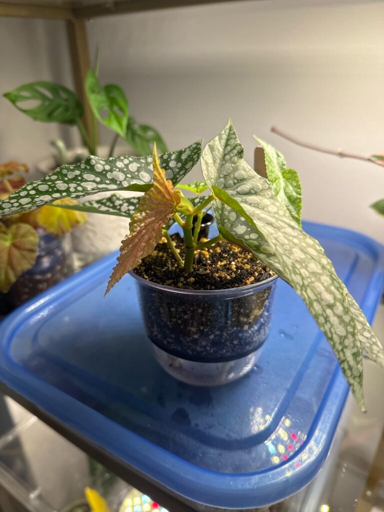 ID help?
