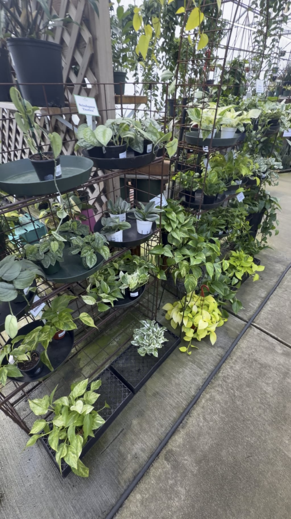 Monstera at local nursery!