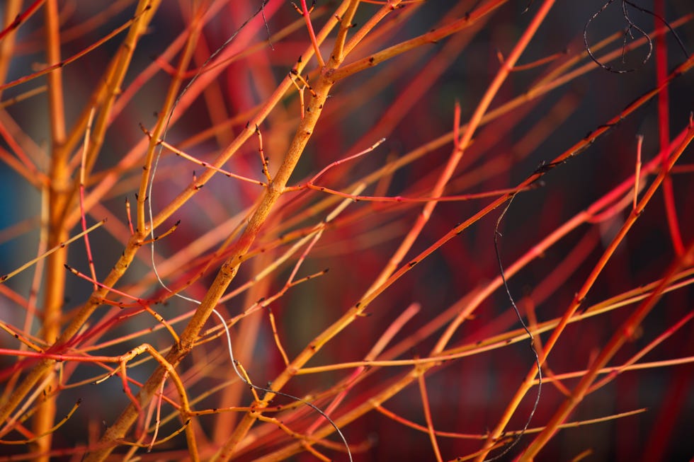 Colourful stems of Dogwood in winter. what to prune in march and april twig dogwoods