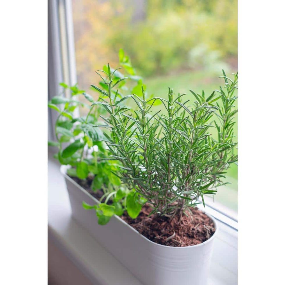 Barbeque Rosemary Plant