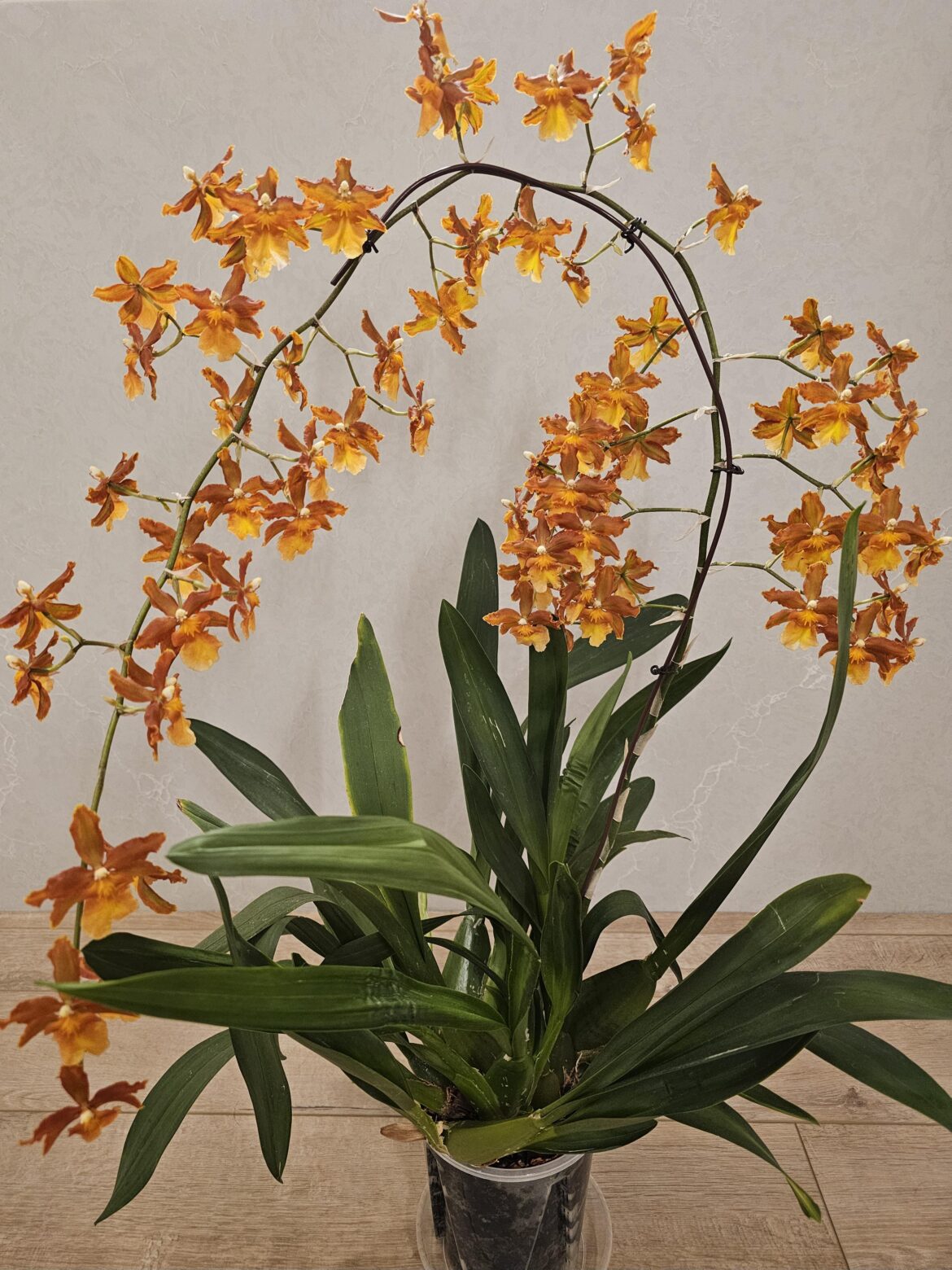 Oncidium rebloom