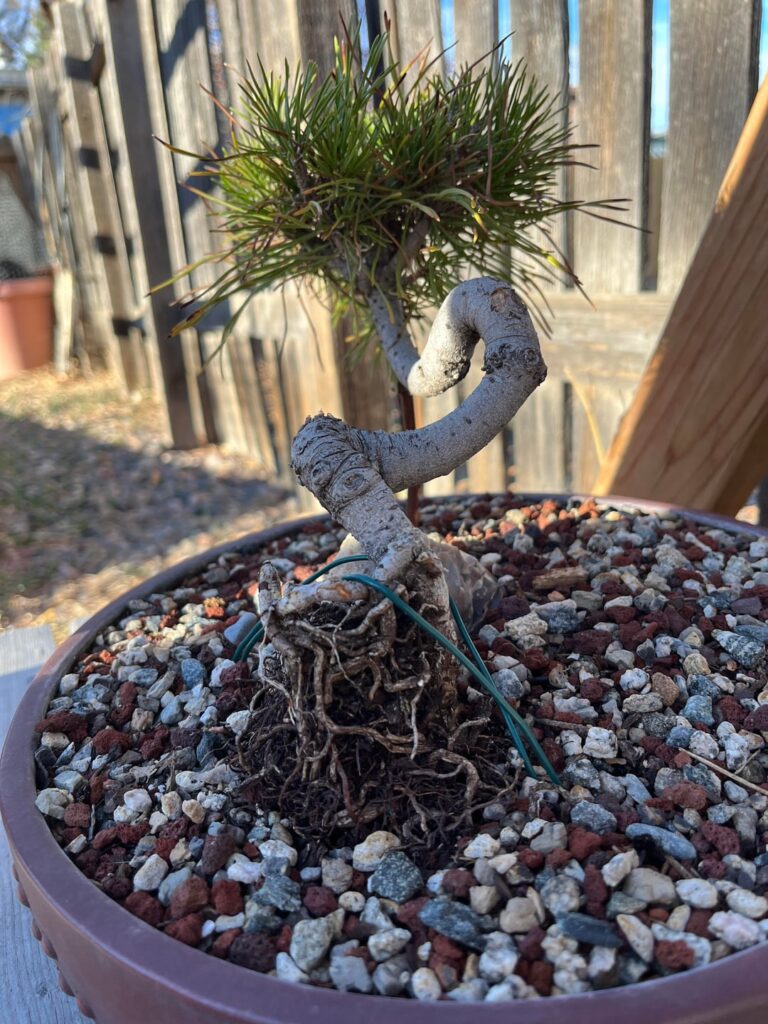 Trying root over rock