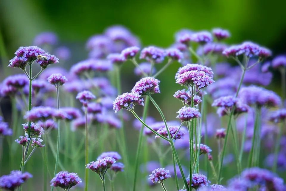self seeding flowers verbena bonariensis