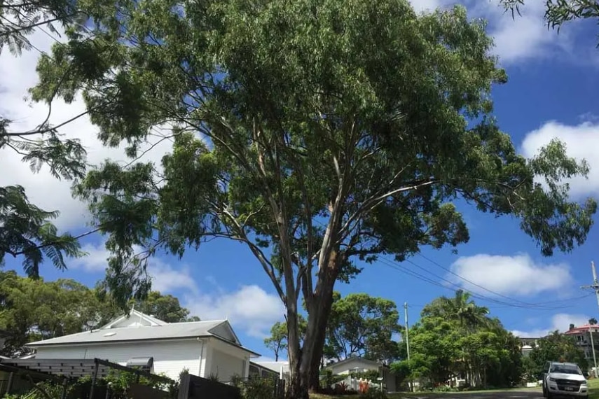 A large tree in a suburban street growing close to powerline