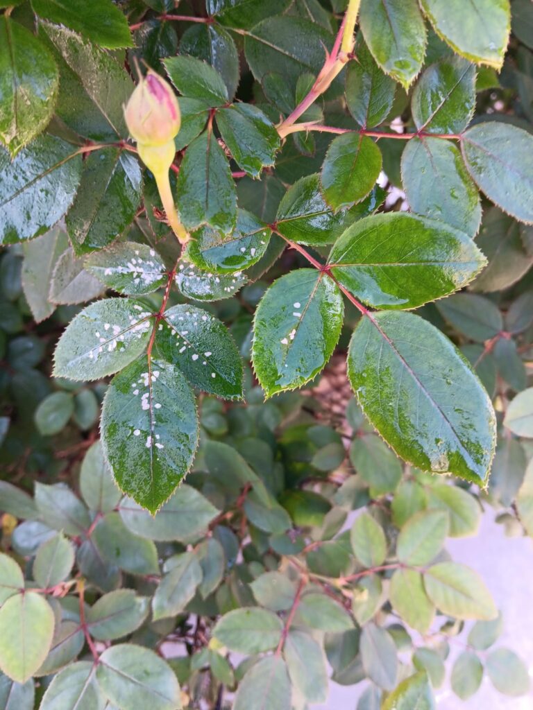What are these white spots on my roses today?