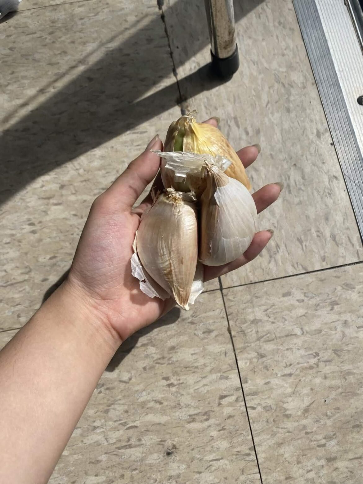 Can I still grow garlic bulbs in the summer if I put the cloves in the refrigerator or would the weather be too warm for them to grow properly?