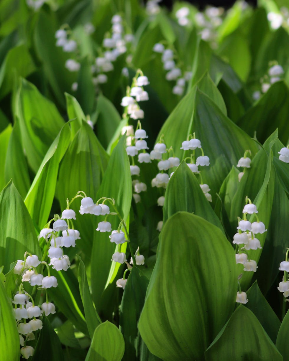 enchanting display of spring blooms in city parks lily of the valley (convallaria majalis). enchanting display of spring blooms in city parks lily of the valley (convallaria majalis).
