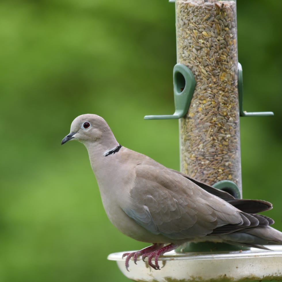 pigeon on a bird feeder