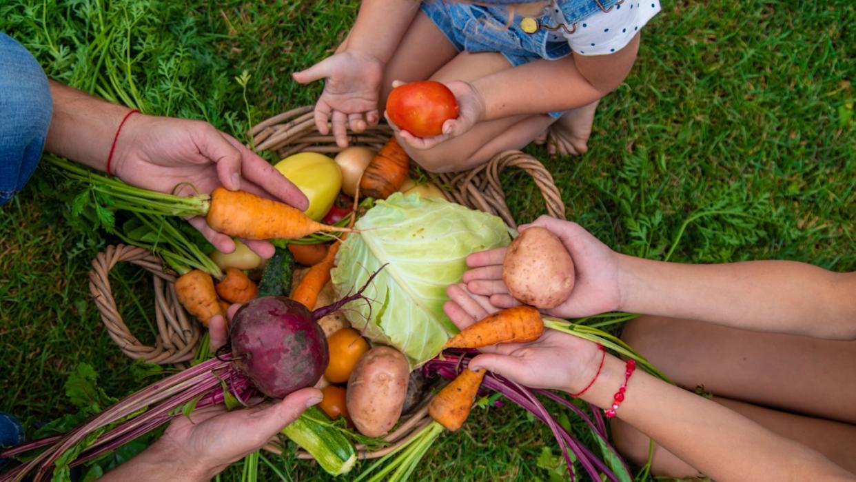 A family harvests vegetables in the garden.