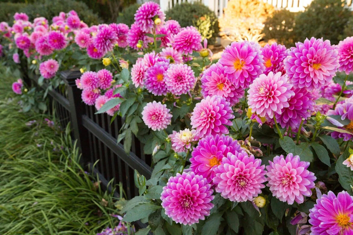 48 Summer Flowers That Will Add Beauty to Any Garden 48 Summer Flowers That Will Add Beauty to Any Garden