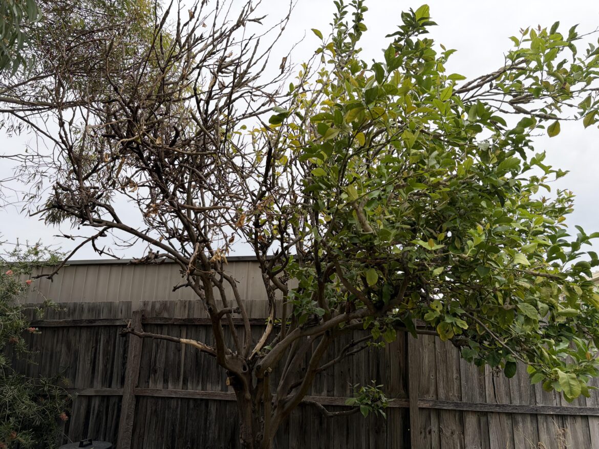 Can this lemon tree be saved?